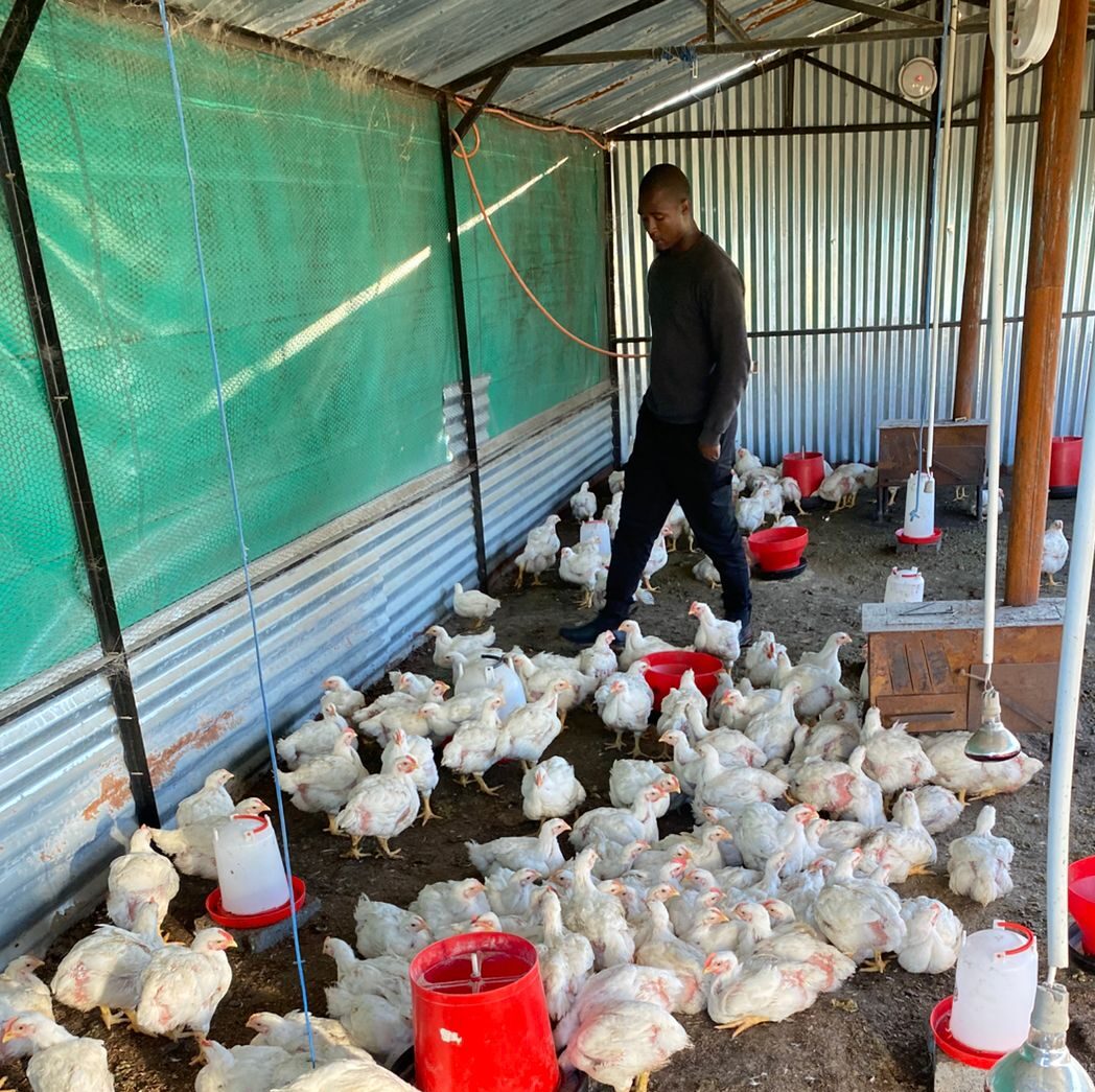 Lungelo Nhlanhla of Siditshile Projects Poultry Farming